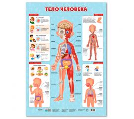 Плакат дидактический Геодом "Тело человека", 450*640мм 4607177458106